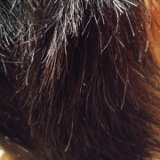 「よろしくお願いします」新商品！気になる白髪に&hellip;洗うだけで染まる⁉クリームシャンプー5日間モニター募集！の投稿画像