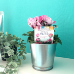 この度、ご縁があり、株式会社ハクサン様より💐シクラメン4品種💐を頂きました👏◉クレヨン◉ジックス◉リリベル◉ゴブレットという4品種です☺︎❤️日本の&hellip;のInstagram画像