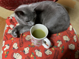 「猫様とフルーツ青汁！」の画像（1枚目）
