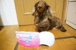 久々アモちゃん🐶..ウィステリア製薬様の「ラブリービー」をお試しさせて頂きました😊..そうです、あの子ども用歯磨き粉のブリアンのペット用製品なんです☺️✨..高齢犬&hellip;のInstagram画像