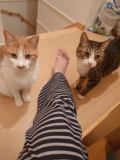 「おやつ待ち」の画像（1枚目）
