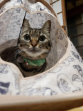 「我が家の保護猫達です。」の画像（3枚目）