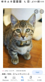 「この写真と全く同じ猫です」の画像（1枚目）
