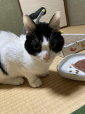 「しん」の画像（1枚目）