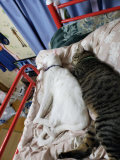 我が家の保護猫達です。