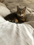 やんちゃで甘えん坊なベンガルキャット 