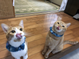 我が家の愛猫ちゃん。