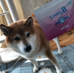 #lovelyb_wisteria #ラブリービー #犬の口腔ケア #monipla #wisteria_fan気になっていたラブリーＢ。そのままかけても食べたから歯が綺麗になったらいいなのInstagram画像