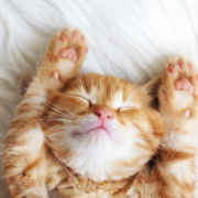 「あたりますよーに」【インスタ投稿】鹿肉キャットフード試食モニター猫ちゃん募集！モニター20名様大募集！の投稿画像