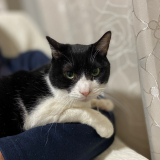 「八君」の画像（1枚目）