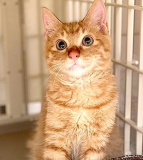 「顔出しＯＫです！」の画像（1枚目）