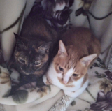 「お気に入りの毛布」の画像（1枚目）