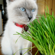 「ヨリの表情」【インスタ投稿】キャットフード（ウェット）試食モニター猫ちゃん募集！ 「鹿肉ウェット」「ひめ鯛ウェット」モニター20名様大募集！の投稿画像