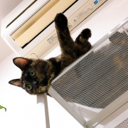 「エアコン大好き」【インスタ投稿】鹿肉キャットフード試食モニター猫ちゃん募集！モニター20名様大募集！の投稿画像