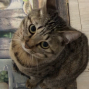 「愛猫ちゃこ」【インスタ投稿】鹿肉キャットフード試食モニター猫ちゃん募集！モニター20名様大募集！の投稿画像