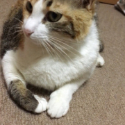 「うちの猫たち」【インスタ投稿】鹿肉キャットフード試食モニター猫ちゃん募集！モニター20名様大募集！の投稿画像