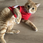 「変な写真ばかりですみません」【インスタ投稿】鹿肉キャットフード試食モニター猫ちゃん募集！モニター20名様大募集！の投稿画像