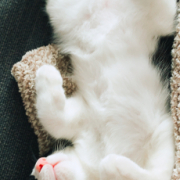 「寝相」【インスタ投稿】キャットフード（ウェット）試食モニター猫ちゃん募集！ 「鹿肉ウェット」「ひめ鯛ウェット」モニター20名様大募集！の投稿画像