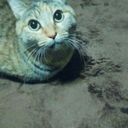 「ちーちゃんです」【インスタ投稿】キャットフード（ウェット）試食モニター猫ちゃん募集！ 「鹿肉ウェット」「ひめ鯛ウェット」モニター20名様大募集！の投稿画像