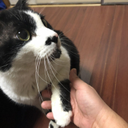 「てん」【インスタ投稿】鹿肉キャットフード試食モニター猫ちゃん募集！モニター20名様大募集！の投稿画像