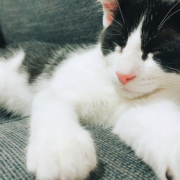 「昼寝」【インスタ投稿】鹿肉キャットフード試食モニター猫ちゃん募集！モニター20名様大募集！の投稿画像