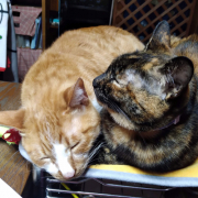 「ヒーターの上でまったり」【インスタ投稿】キャットフード（ウェット）試食モニター猫ちゃん募集！ 「鹿肉ウェット」「ひめ鯛ウェット」モニター20名様大募集！の投稿画像