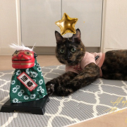 「ししまい」【インスタ投稿】キャットフード（ウェット）試食モニター猫ちゃん募集！ 「鹿肉ウェット」「ひめ鯛ウェット」モニター20名様大募集！の投稿画像