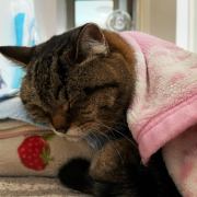 「私の相棒、シャンプー♡」【インスタ投稿】キャットフード（ウェット）試食モニター猫ちゃん募集！ 「鹿肉ウェット」「ひめ鯛ウェット」モニター20名様大募集！の投稿画像