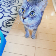 「もこちゃん」【インスタ投稿】鹿肉キャットフード試食モニター猫ちゃん募集！モニター20名様大募集！の投稿画像