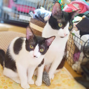 「うちの猫たちのショット！！」【インスタ投稿】キャットフード（ウェット）試食モニター猫ちゃん募集！ 「鹿肉ウェット」「ひめ鯛ウェット」モニター20名様大募集！の投稿画像