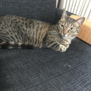 「同い年の姉妹です」【インスタ投稿】鹿肉キャットフード試食モニター猫ちゃん募集！モニター20名様大募集！の投稿画像