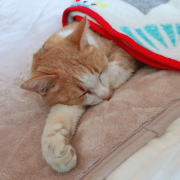 「ぐーぐー」【インスタ投稿】キャットフード（ウェット）試食モニター猫ちゃん募集！ 「鹿肉ウェット」「ひめ鯛ウェット」モニター20名様大募集！の投稿画像