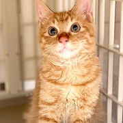 「顔出しＯＫです！」【インスタ投稿】鹿肉キャットフード試食モニター猫ちゃん募集！モニター20名様大募集！の投稿画像