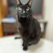 「クマちゃん」【インスタ投稿】キャットフード（ウェット）試食モニター猫ちゃん募集！ 「鹿肉ウェット」「ひめ鯛ウェット」モニター20名様大募集！の投稿画像