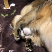 「ねんね」【インスタ投稿】キャットフード（ウェット）試食モニター猫ちゃん募集！ 「鹿肉ウェット」「ひめ鯛ウェット」モニター20名様大募集！の投稿画像