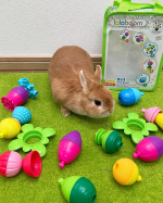 🐰こっ！このカラフルなのはおやつ？！おいしそー！❤️👦🏻もみ姉〜これはボクのおもちゃみたいだよー！🎶*#ララブーム というカラフルなとても可愛い知育おもちゃをいただいたのでクリスマスに撮影&hellip;のInstagram画像