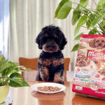 鶏ささみ入り&お魚味の2種類が入った、カリっおドライな飽きない美味しさのわんこの為のグルメフード🐶食欲旺盛なワンちゃんにも飽きやすいワンちゃんにもgood。カリカリ音を立てて美味しく食べてくれ&hellip;のInstagram画像