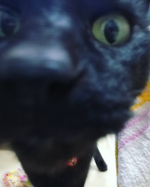 クーちゃんどーーん‼️‼️‼️10歳すぎのオスの黒猫クーちゃんはまだまだ元気です\(♡*&forall;*♡)/いつも姉弟の世話してくれてありがとう&hearts;#地球洗い隊 #とれるNO1 #ペットケ&hellip;のInstagram画像