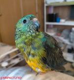 ビセイインコのバルドル(約1歳)🐦新しい飲み水に替えると絶対水浴びする😂😂 ..#redrumpedparrot &nbsp;#photography&nbsp;#like4like#like&hellip;のInstagram画像