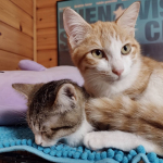 *🐈🐈🐈🐈🐈✨うちの子になりました🥺💕チャーちゃん（茶白）4ヶ月女のコララちゃん（キジ白）3ヶ月女のコ*（ちょっと長文です🥺）チャーちゃんは元ノラちゃんで、警戒心が強く、場&hellip;のInstagram画像