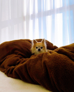 #bedroom Wanna snuggle🐕🧡？？..明け方ベッドに上がってきて、我が物顔で真ん中にちょこんと座ってくるキミに起こされる日々。.寝具のケアって自分流になりがちだか&hellip;のInstagram画像