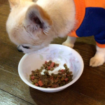 MREフードプラスをいつものドッグフードをかけると、チワワのマフィン🐶は大喜び🌟#MREフードプラス #MREFOODPLUS #MRE成分 #monipla #starnet_fanのInstagram画像