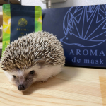 アロマでマスクのアップデート、ぺごちゃんモデルしてくれました。シールが良くて使いやすかった。一つだけハリネズミがシトラス食べちゃダメなので他の香りも作ってくればいいかなとおもいます😂でもとって&hellip;のInstagram画像