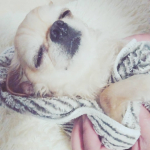 １．５リットルも吸水してくれる#ペットタオル でお風呂上がりのまりんちゃんをマッサージ兼ねてゴシゴシ❤#ふわふわタオル だから気持ちよさげ❤#ペット用品 と言わず#キッチン にもお皿を拭く&hellip;のInstagram画像