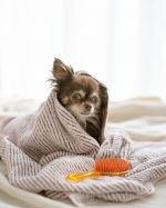 ■.@al.phax.rakuten竹炭抗菌ヘアドライタオルSuitowel.生乾きのニオイの元となる「モラクセラ菌」の増殖を抑制する竹炭抗菌で高密度・超吸水1.5リットル以上&hellip;のInstagram画像