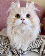 ✩.*･ﾟ.お風呂上がりだにゃ🐱めるちゃんは長い毛の中にほわほわの綿毛のようなアンダーコートが隠れているので、お風呂に入るとびっくりするくらい水分を含んで重たくなります🐈💦いつ&hellip;のInstagram画像