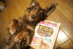 久々アモちゃん🐶.リンレイさんの「滑り止め床用コーティング剤　シートタイプ」をお試しさせて頂きました💕.愛犬のことを考えた滑り止め効果が高いコーティング剤だそう💡.滑る床はわんちゃんに&hellip;のInstagram画像