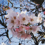 だいぶ咲いてきた🌸癒しのカラー💕まだまだ蕾がほとんどですが、一気に咲きそうな予感😊今日の強風にも頑張って咲いてましたペルちゃまは相変わらず、滑りにくくなったフローリングなのに恐る恐る歩&hellip;のInstagram画像