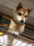 元気いっぱいのワンコです。