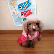 「10歳のトイプードルです♡」【SNS投稿】鹿肉ドッグフード試食モニター 1~10歳のワンちゃん30名様大募集！の投稿画像